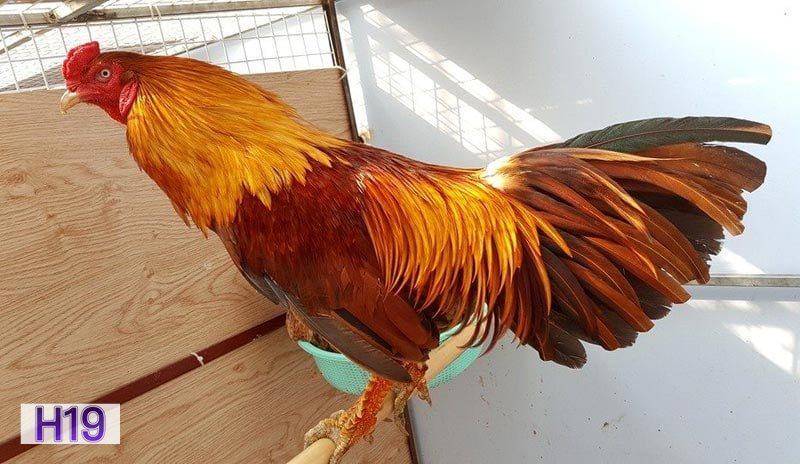 Đá gà h19 - Bảng kèo hiển thị dễ hiểu Đá gà h19 - Bảng kèo hiển thị dễ hiểu