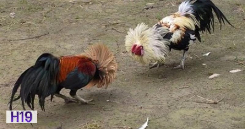 Đá Gà Thomo h19 - Cách xác định thắng thua Đá Gà Thomo h19 - Cách xác định thắng thua