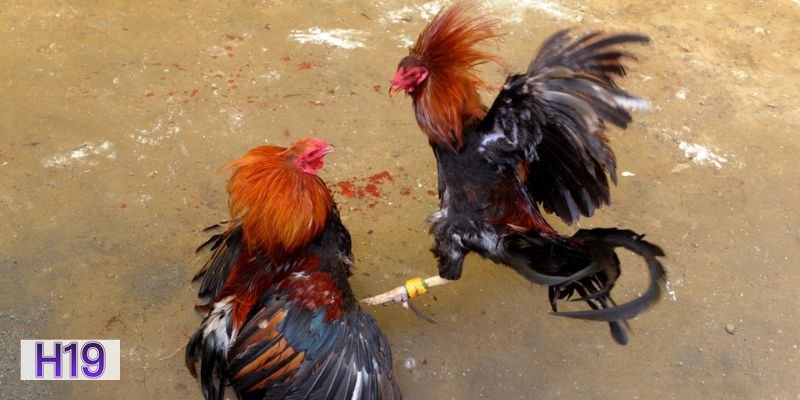 Đá Gà Thomo h19 - Đá gà cựa sắt quyết liệt Đá Gà Thomo h19 - Đá gà cựa sắt quyết liệt