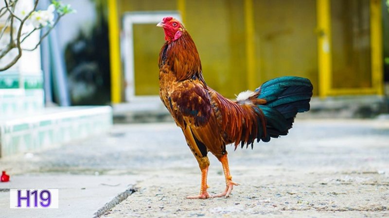 Đá Gà Cựa Sắt h19 - Đọc tỷ lệ kèo và quản lý vốn Đá Gà Cựa Sắt h19 - Đọc tỷ lệ kèo và quản lý vốn